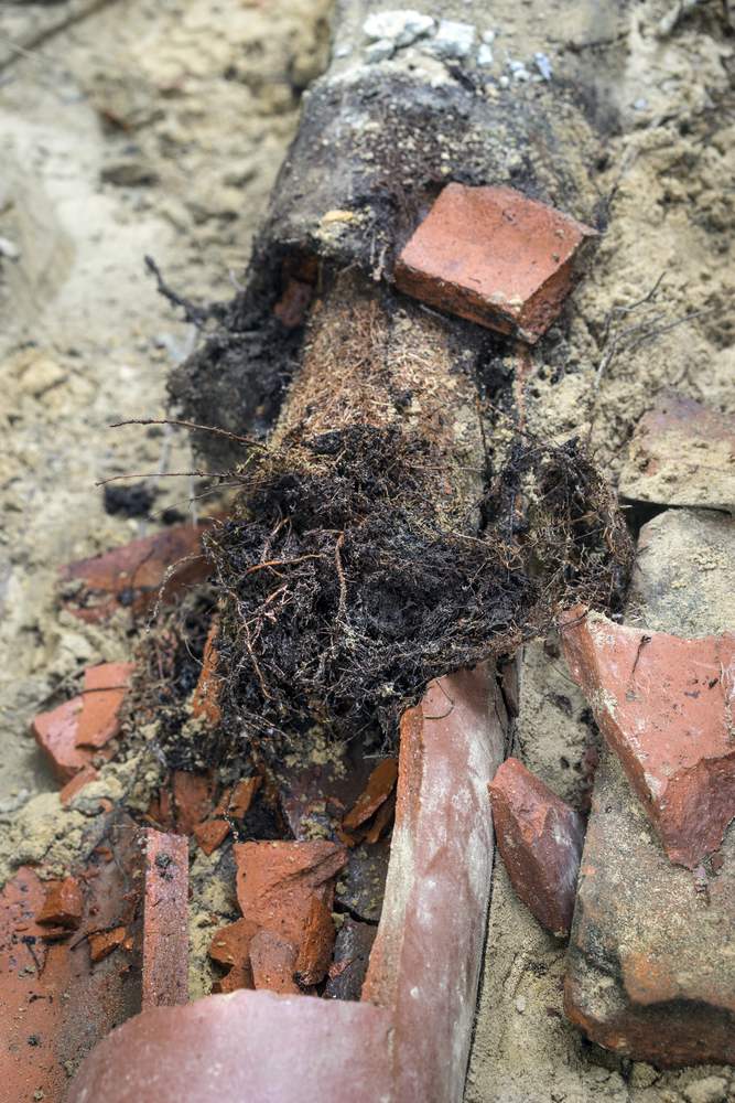 Tree roots are the number one cause of sewer back-ups